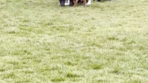 Thumbnail for Man gives German Shepherd dog the finger to save a smaller dog 