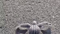 Thumbnail for Turtle makes pattern in the sand 