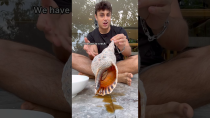 Thumbnail for Cooking MASSIVE Trumpet Snail | Nick Kratka