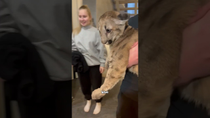 Thumbnail for Cougars are kittens #cute #animal #cat | Fur-tastic Moments 