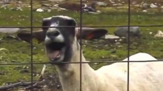 Thumbnail for Rick Astley - Never Gonna Give You Up (Goat Remix) | GoatStep