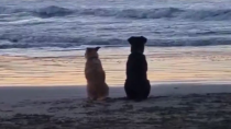 Thumbnail for Friends on the beach
