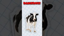 Thumbnail for Why Cows Are More Dangerous Than Sharks | Danno Cal Drawings