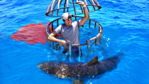 Thumbnail for Shark Attack Test- Human Blood vs. Fish Blood | Mark Rober