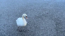 Thumbnail for Swan walking on broken ice