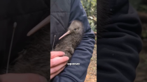 Thumbnail for Kiwi bird #cute #animals | Fur-tastic Moments 