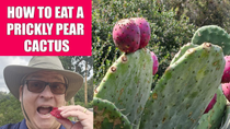 Thumbnail for How to Eat a Prickly Pear Cactus | 2 Minute Gardener