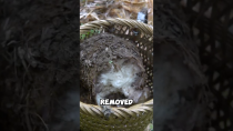 Thumbnail for Chewy snack made from banana root | Wild Wanderer • Village Food & Farm Life