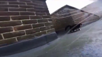 Thumbnail for Cat Bully POV