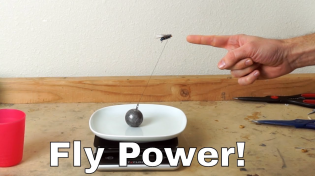 Thumbnail for How Much Weight Can a Fly Actually Lift? Experiment—I Lassoed a Fly! | The Action Lab