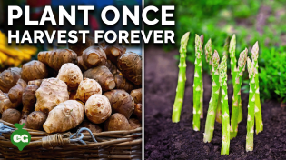 Thumbnail for Grow These 7 Perennial Crops for Endless Harvests! | Epic Gardening