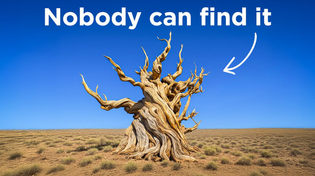 Thumbnail for Why America Keeps The World’s Oldest Tree Hidden | Park Vibes