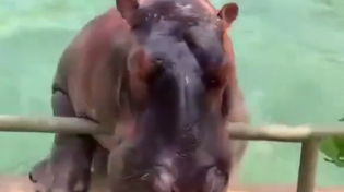 Thumbnail for Hippo dive
