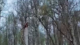 Thumbnail for Tree Cabin