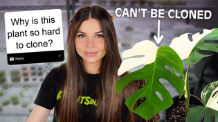 Thumbnail for Tissue Culture Q&A 🌱 | Plants in Jars