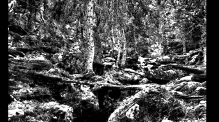 Thumbnail for NiDHOGG - Svart Dag (The Nothingness) | Thesortvokter