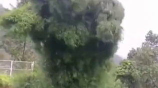 Thumbnail for Creepy tree