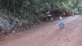 Thumbnail for A kagu, an endangered and rare bird, meets another kagu 