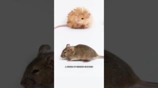 Thumbnail for Scientists Created “Woolly Mice.” They’re Cute. | Cleo Abram
