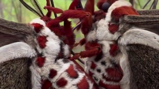 Thumbnail for Cecropia moth
