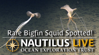 Thumbnail for Rare Bigfin Squid Spotted in Deep Sea of Cook Islands | Nautilus Live