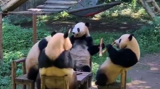 Thumbnail for Panda compilation