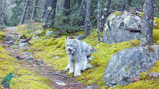 Thumbnail for Incredible footage of lynx in northern Minnesota | Voyageurs Wolf Project