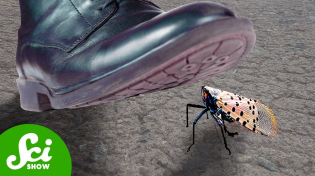 Thumbnail for Why You Should STOMP Every Spotted Lanternfly | SciShow