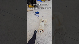 Thumbnail for 30분만에 박살난 밥그릇 #남해 #몽실이 #뽀끄미 #리트리버 #똥개 #잡종 | 남해동광호선장 박형일