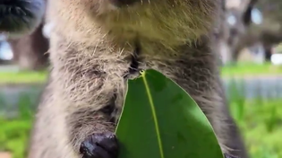 Thumbnail for Eating a succulent leaf