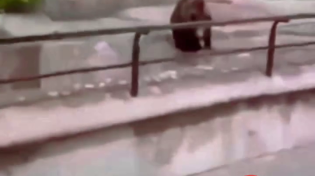 Thumbnail for Bear jumps in after guy