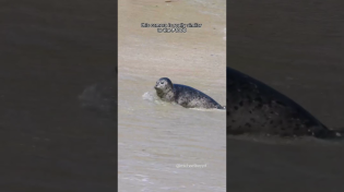 Thumbnail for How to film seals #seal | Michael Boyd