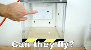Thumbnail for Can Flies Actually Fly in a Vacuum Chamber? | The Action Lab