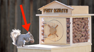 Thumbnail for Backyard Squirrel Maze 2.0- The Walnut Heist