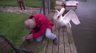 Thumbnail for Saving a baby swan the English way