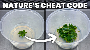 Thumbnail for The Science Behind Plant Tissue Culture | Plants in Jars
