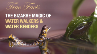 Thumbnail for True Facts: The Bizarre Magic of Water Walkers | Ze Frank