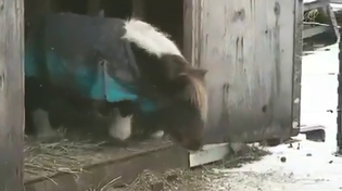 Thumbnail for Pony takes a big leap down a small step