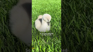 Thumbnail for Rescued Swan Loves To Race Dad In The Pool | The Dodo