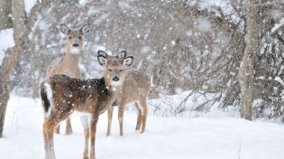 Thumbnail for Beautiful Relaxing Music, Peaceful Soothing Instrumental Music, "Winter Wildlife" by Tim Janis | Tim Janis