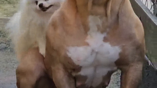 Thumbnail for This is like a a 4'11 white woman pegging a 6'5 muscular nigger 