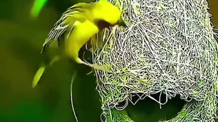 Thumbnail for Weaver bird