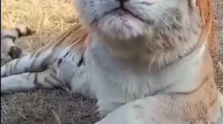 Thumbnail for Golden tiger sneeze
