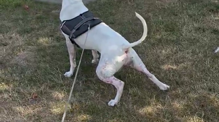 Thumbnail for White Power Pooch puts niggers in their place 