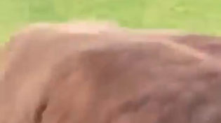 Thumbnail for It's the same look the billionaires gave Epstien when getting off the plane.