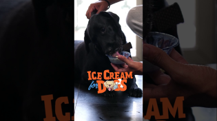 Thumbnail for Keep your furry babies cool with this refreshing sorbet! ❄️🐶🐾 More summer tips in the video! 🌞🍧 | Cookd