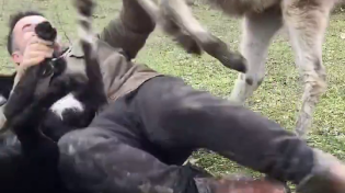 Thumbnail for Jealous donkey