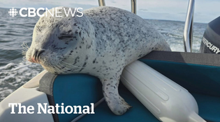 Thumbnail for #TheMoment a seal escaped killer whales by hopping onto a boat | CBC News: The National