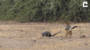 Thumbnail for Honey badger fights off 2 jackals over large snake