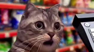 Thumbnail for I hate black cats 